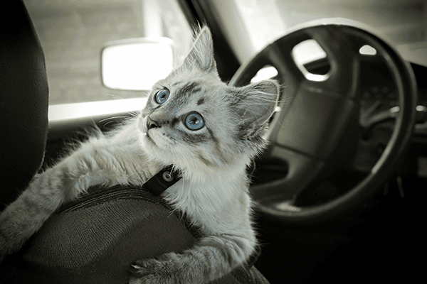 cat in car