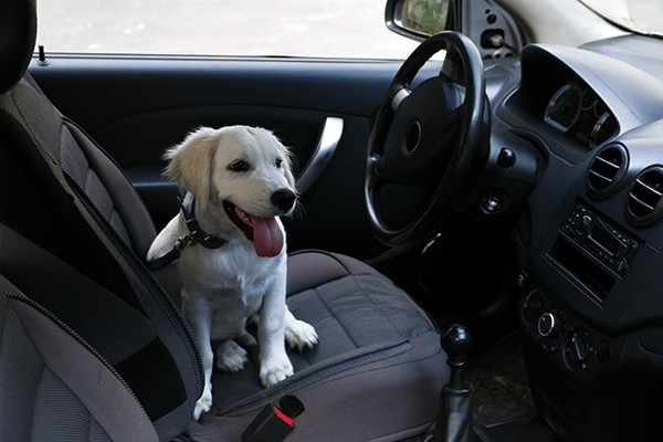 dog in car